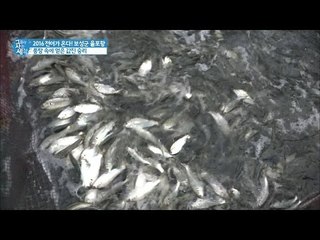 풍랑 속에 잡힌 전어! 그 양은? [그들이 사는 세상] 10회 20160911