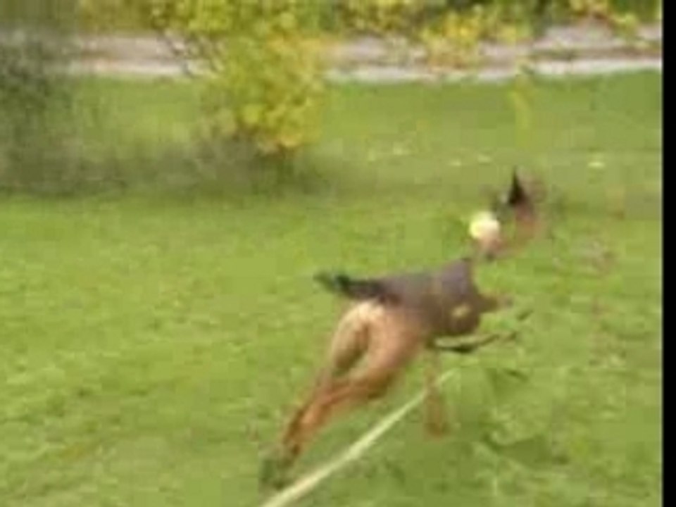 Elwood-IPO-Schutz-03.10.2007