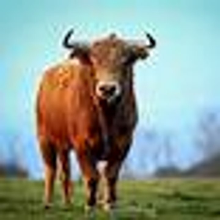 IMPRESIONANTE !!!!  TOROS 2017 con SUSTOS y COGIDAS. AMBIENTAZOOO, bullfighting festival Crazy bull attack people #310