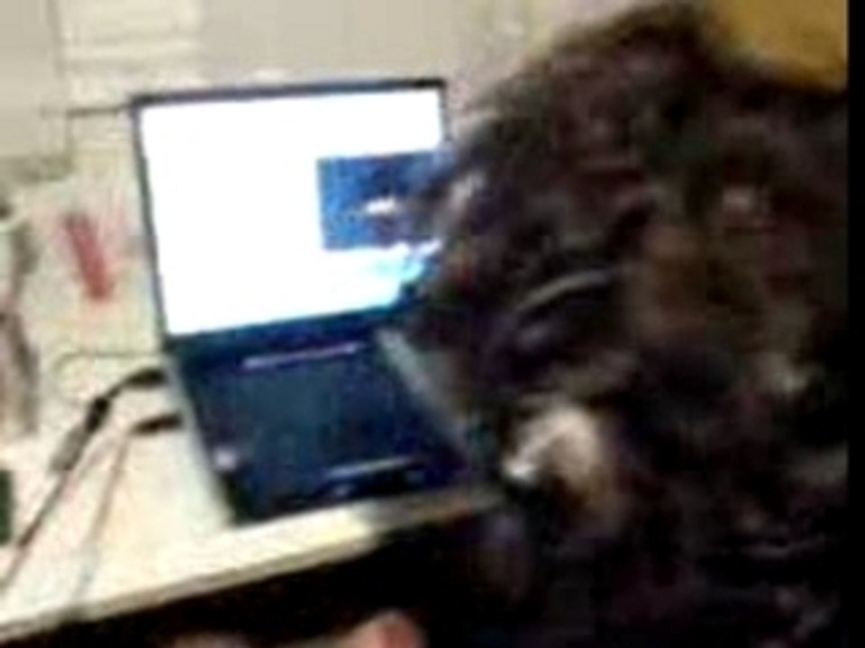 stinker @ looking for freedom