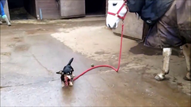 Aller viens on va se promener... Chien et cheval adorable
