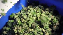 Nice Video clip! Apologies for butting in, I would love your opinion. Have you heard about - Mackorny Marijuana Paradise Blueprint (google i