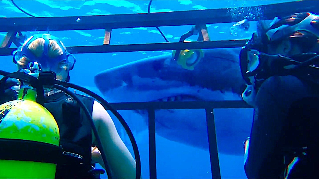 47 Meters Down with Mandy Moore - Official New Trailer