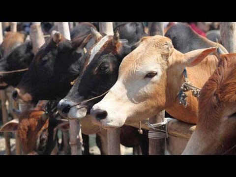 Man lynched to death in Saharanpur for alleged cow smuggling