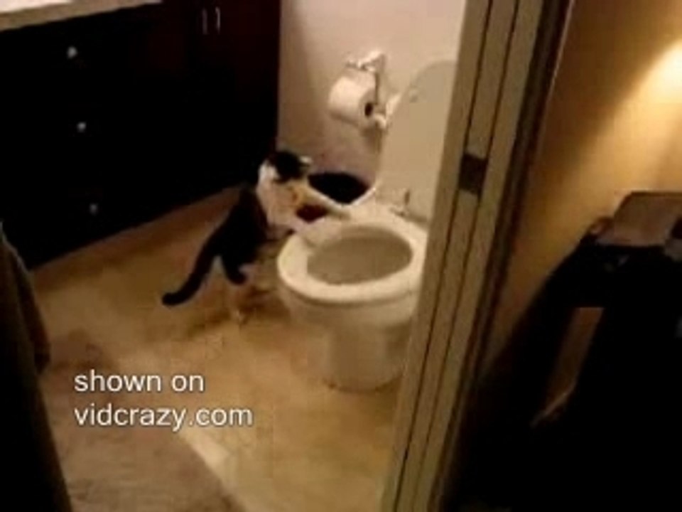 Chat-qui-tire-la-chasse[1]