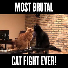 Cat Fight