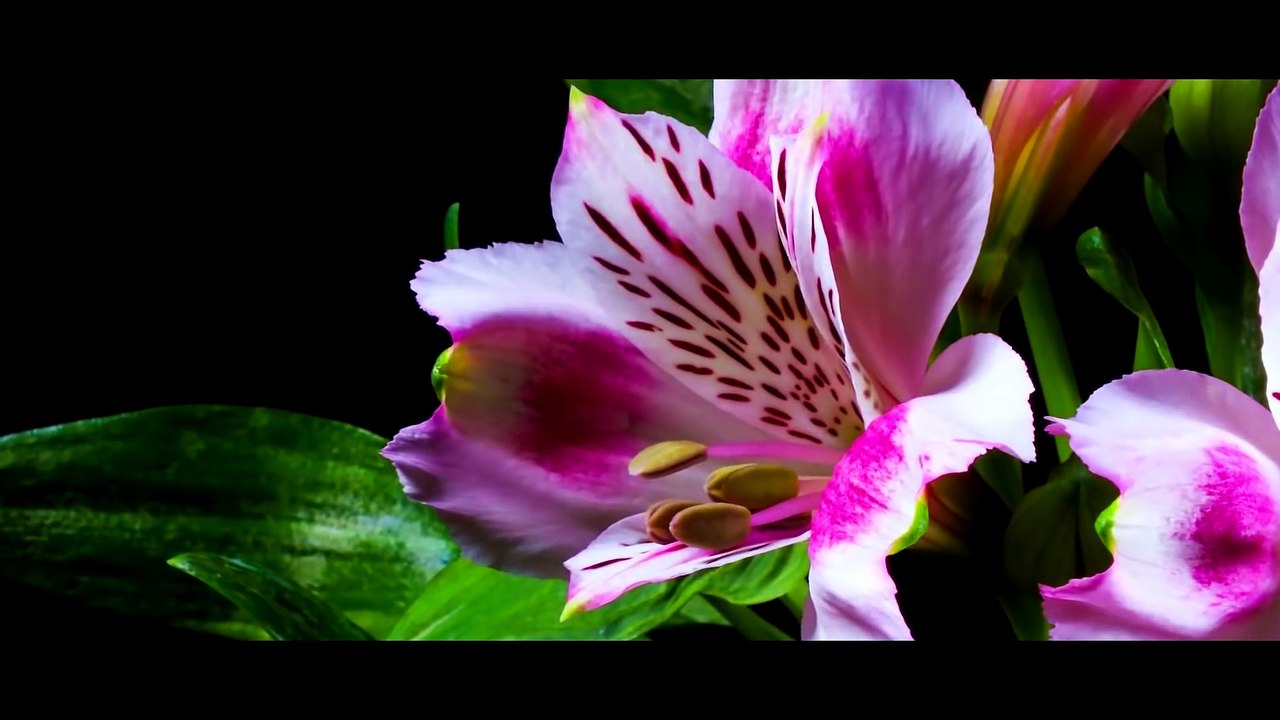 Alfred Meco - Hapi petalet (Official Audio & Video PRO MUSIC ALBANIA )