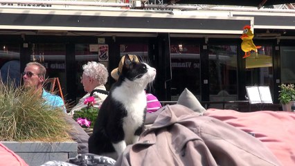 CatBird: Should I catch the bird and eat it or not?