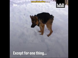 Omurga Sendromu Olan Köpeği Sahiplenip Görüntünün Hiçbir Şey Olduğunu Kanıtlayan İnsanlar