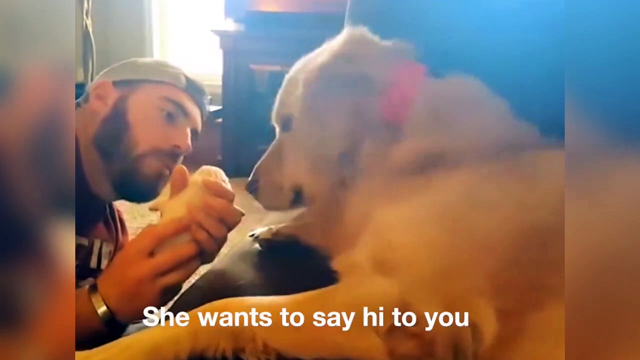 Quand ton chien refuse d'etre papa... Hors de question de m'occuper des gamins