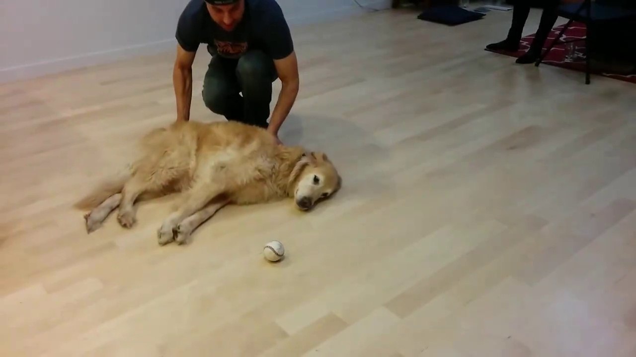 Va chercher!! Compilation de chiens adorables