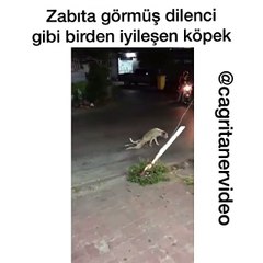 Zabıta Görmüş Dilenci Gibi Birden İyileşen Köpek