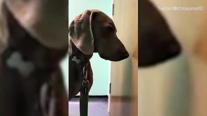 Disturbing footage shows stoned dog after it ate a joint