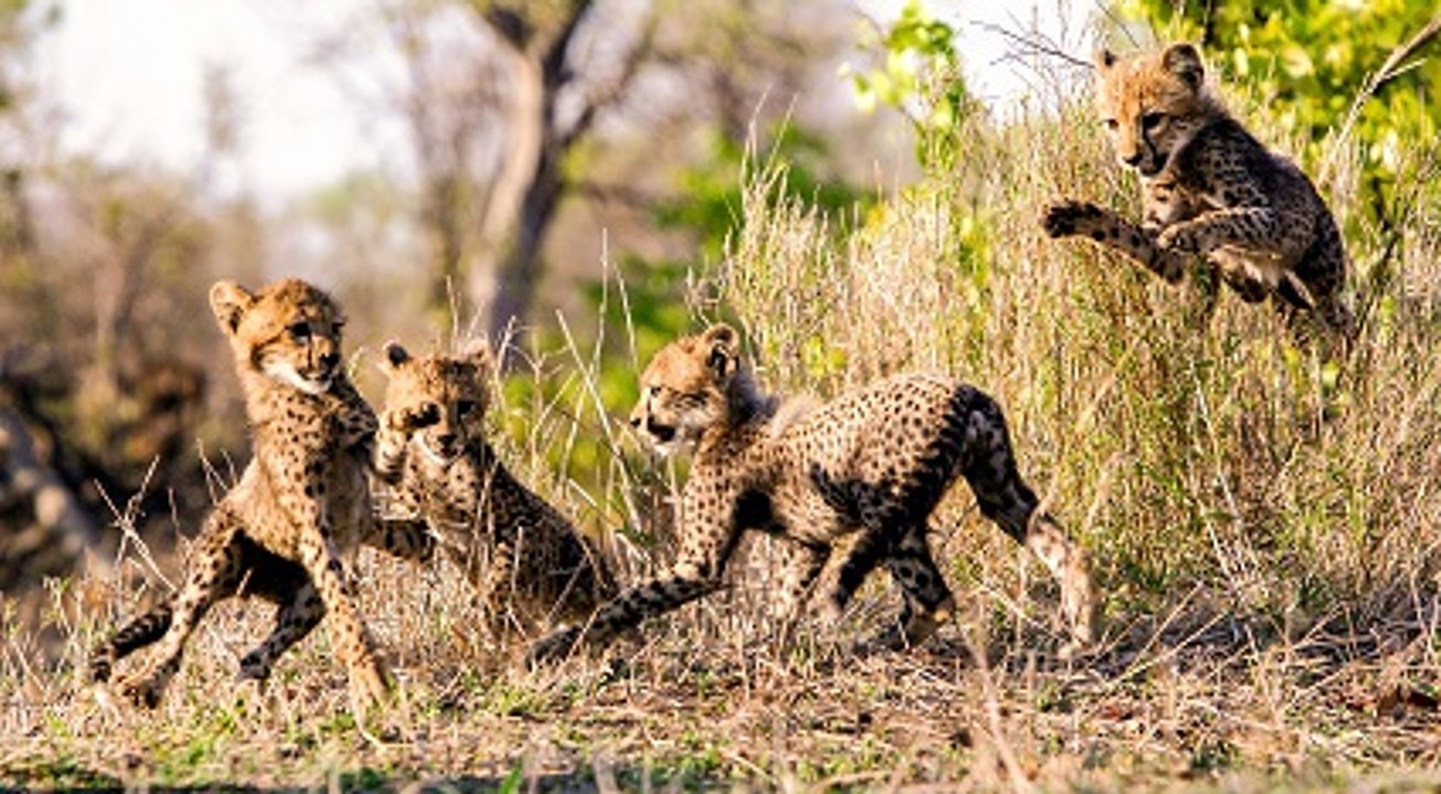 Meine Geparden-Familie