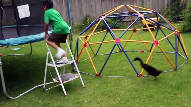 Les canards aussi sont de bon compagnons de jeu Compilation LOL