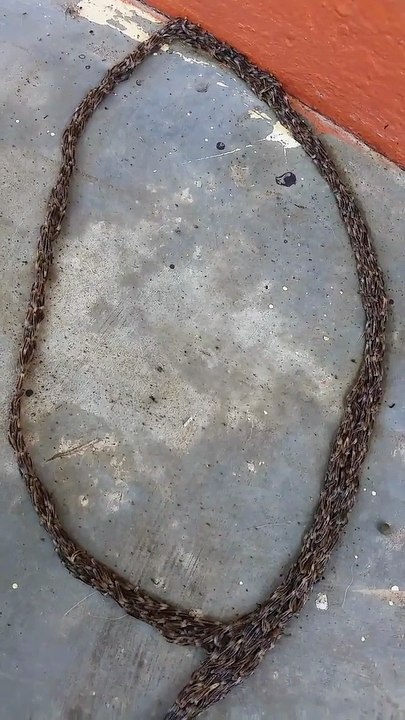 Ces chenilles essaient de nous dire quelque chose