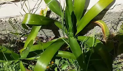 mannequin challenge 1 er week-end polynésien de peyrestortes