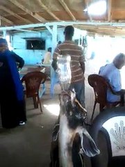 Goat Is Drinking Coke