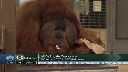 Davis goes bananas for Rocky, Colts draft-picking orangutan