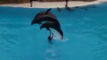 The most beautiful and beautiful video can see your eyes imagination