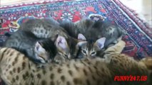 Cute Kitten And Her Mom Cat Playing And Sleeping