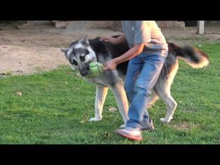 RGBA Guard Dog Tyson Is Geting Huge - EsNews Boxing