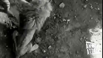 [MP4 480p] Lion vs Tiger Real Fight One Will Die [ Documentary ]