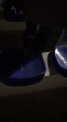 Super Dragões cantam "Eu quero o Xistra num caixão"