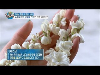 재스민 꽃으로 자연치유가 된다? [슈퍼푸드 투어 천년만년] 2회 20160906