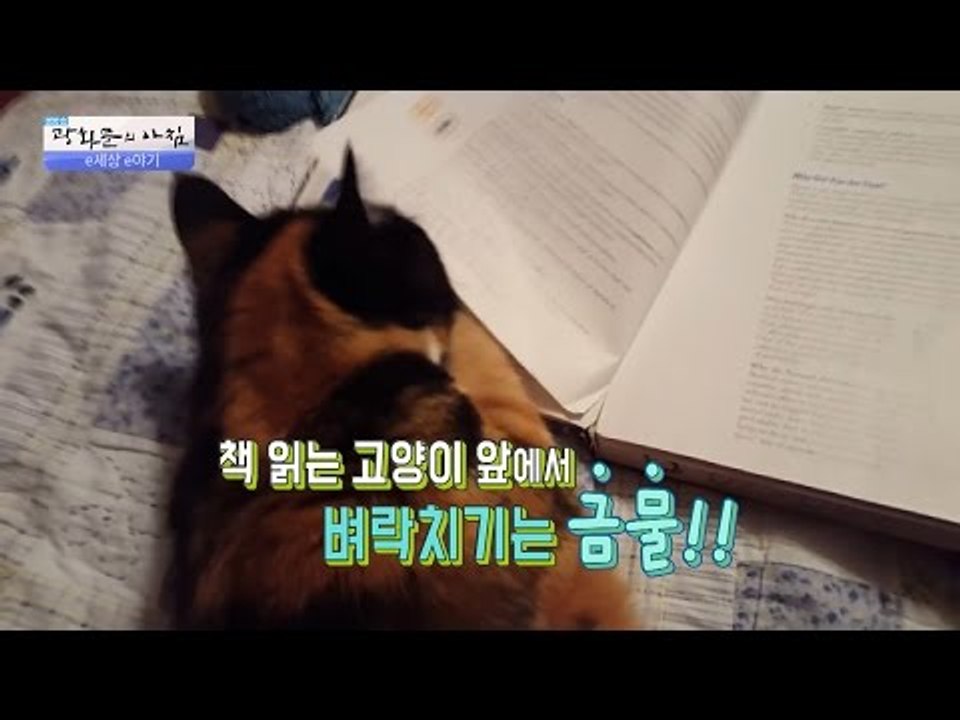 집사의 공부를 감시하는 고양이! 벼락치기하지 말라옹! [광화문의 아침] 311회 20...