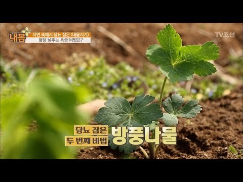 자연 속에서 혈당 낮추는 특급 비법! [내 몸 플러스] 56회 20170430
