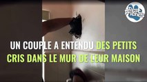 Un homme découvre un chaton coincé dans le mur de sa maison