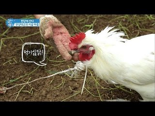 도시농부와 서울닭의 밀당 [그들이 사는 세상] 9회 20160904