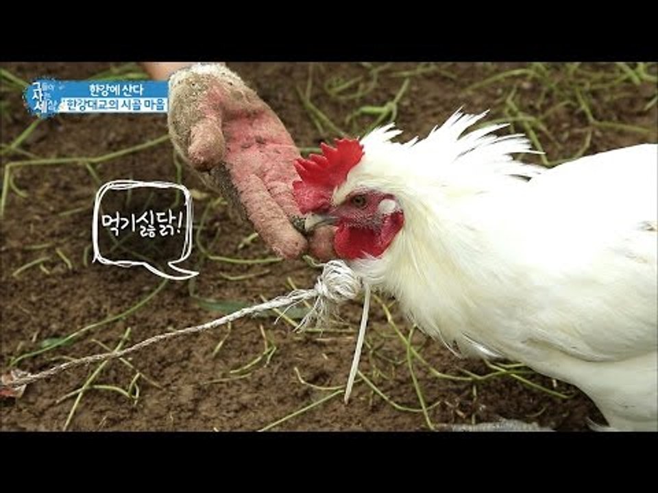도시농부와 서울닭의 밀당 [그들이 사는 세상] 9회 20160904