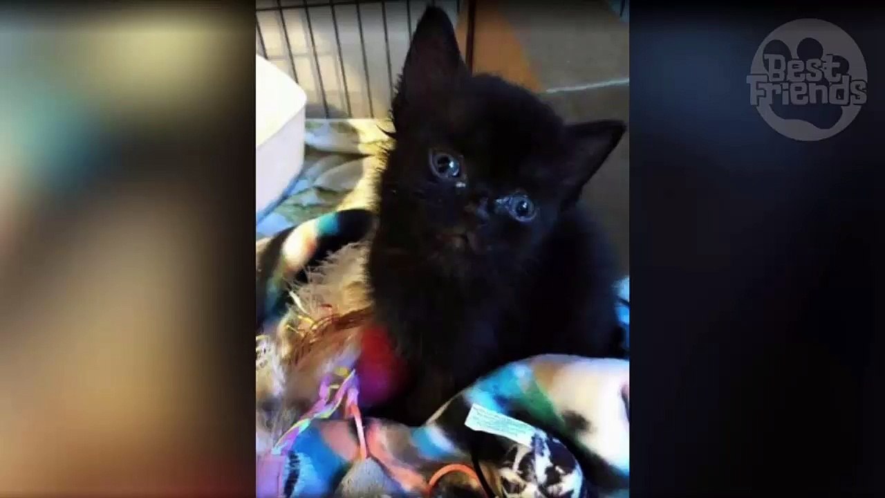 Atteint d'une maladie rare, ce chaton a eu la chance d'être sauvé par une association