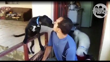 Ce chien sait très bien qu'il a fait une grosse bêtise