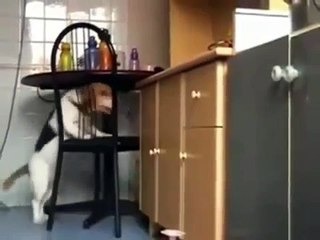 This is one Smart dog