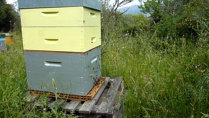 Colonie Batterie. Soleil d'artifice