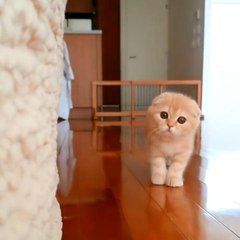 Kitty Gets Sneakily Close to Owner