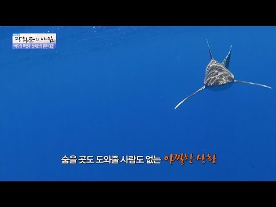 바다수영하다 마주친 상어! 그의 대처방법은? [광화문의 아침] 309회 20160902
