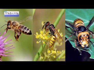 동네에서 유명한 말벌 킬러 남편! [광화문의 아침] 308회 20160901
