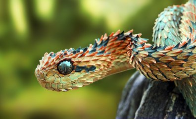 Dangerious small snake killed 12 years indian school boy