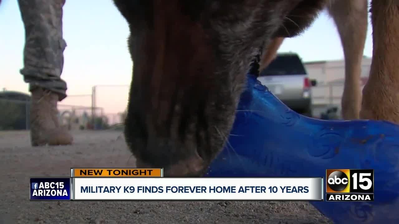 Servicewoman reunited with dog after decade apart