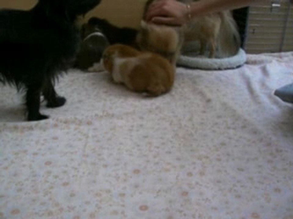 Tootsy Bridget et 4 des 6 chons