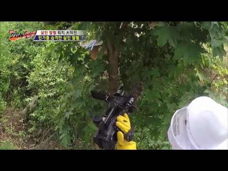집을 지키기 위해 끊임없이 쏟아져 나오는 말벌들! [뉴 코리아 헌터] 13회 2016...