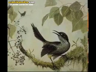 En Son 1987'de Kayıt Edilebilen ve Artık Canlı Canlı Duyamayacağımız Kauai Kuşunun Güzel Sesi