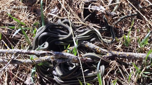 Hundreds of garter snakes mate in a tangle
