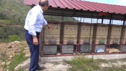 Trabzon Arıcı Başkan Yardımcısı Sedef'in Ayıyla Mücadelesi