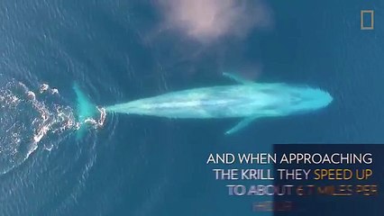 Une baleine prend son repas
