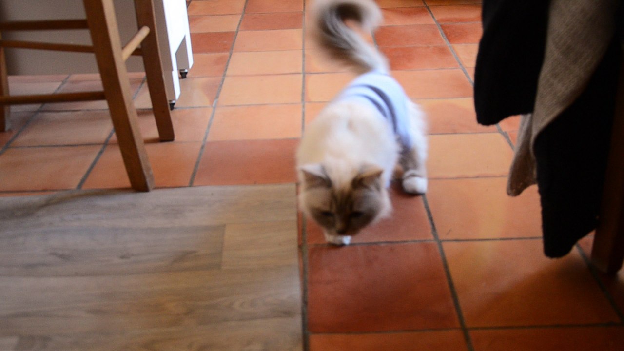 Mamounette (avril 2017)